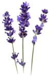 img_1.png