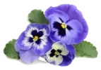 img_3.png